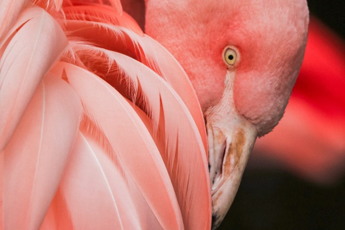 flamingo7